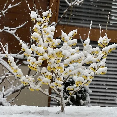 Chalé Luxury Lakeview With Ac & Near Interlaken *